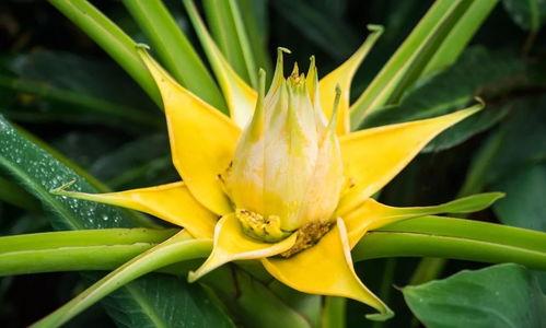 91丨成人丨精产丨天堂鸟,揭秘天堂鸟的神秘力量