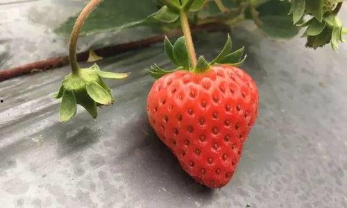 国产视频草莓,甜蜜滋味,映照时代光影